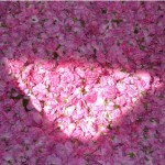 Ευεργετικές για την υγεία υπερτροφές από εκχυλίσματα αρωματικών φυτών. Περιζήτητο στις διεθνείς αγορές το ροδέλαιο Κοζάνης.