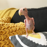 Αυτό το γυμνό πουλί έχει γίνει viral!