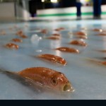 Ιαπωνία: Λουκέτο στο παγοδρόμιο με τα 5.000 κατεψυγμένα ψάρια