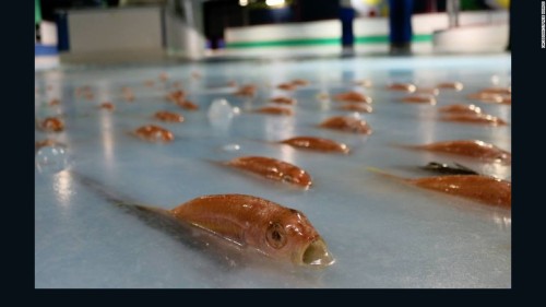 Ιαπωνία: Λουκέτο στο παγοδρόμιο με τα 5.000 κατεψυγμένα ψάρια