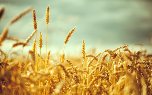 Ουκρανία: Αύριο οι συνομιλίες για την εξαγωγή σιτηρών