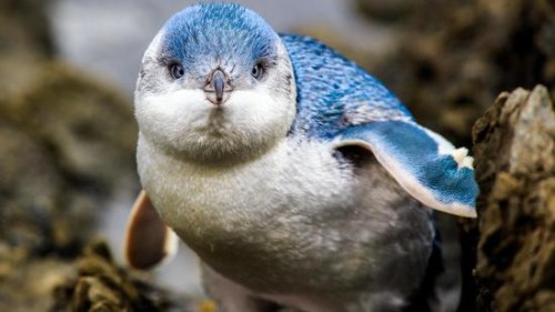 Γιατί μικροσκοπικοί μπλε πιγκουίνοι απέκτησαν δική τους υπόγεια διάβαση;