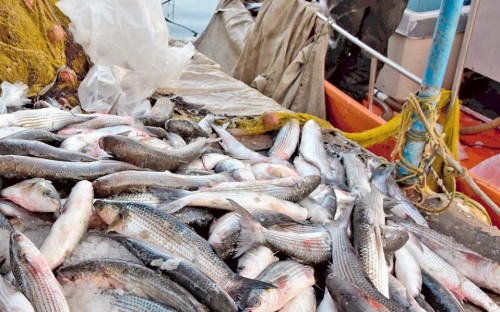 Το 93% των αλιευμάτων της Μεσογείου απειλείται από την υπεραλίευση σύμφωνα με το WWF