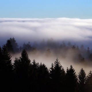 Έλατα στην ομίχλη της Βαυαρίας