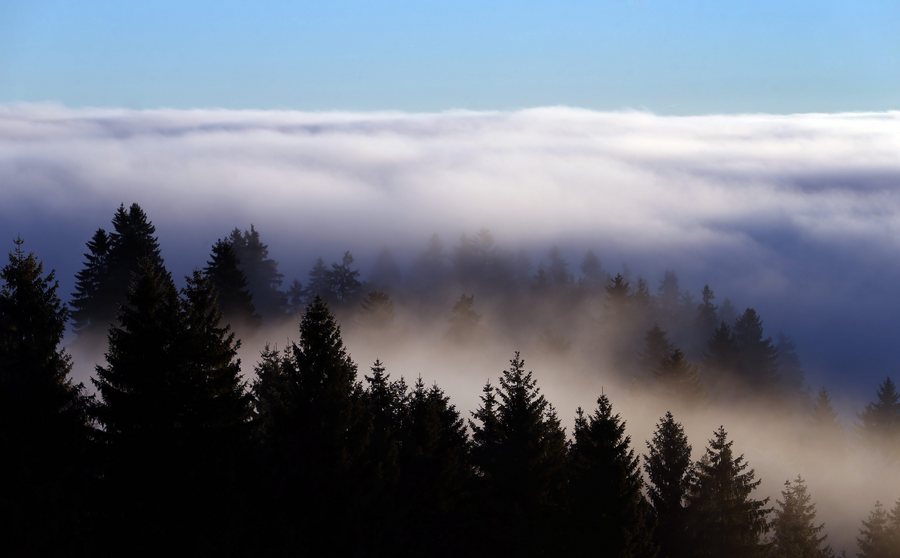 epa05677973 Fog clears away, leaving the view of frosty trees at the Auerberg mountain in Bernbeuren, Bavaria, southern Germany, 16 December 2016.  EPA/KARL-JOSEF HILDENBRAND