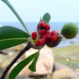 Αγγελικές ευχές