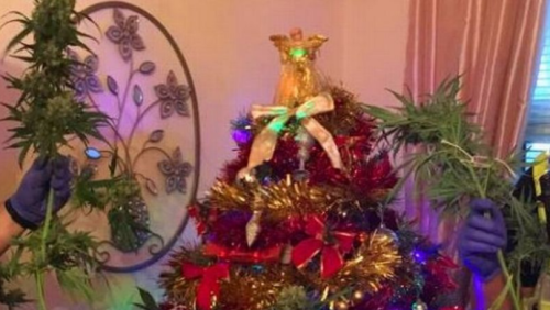 Ένα Χριστουγεννιάτικο δέντρο… ποινικό αδίκημα