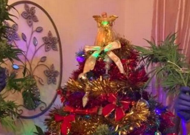 Ένα Χριστουγεννιάτικο δέντρο… ποινικό αδίκημα