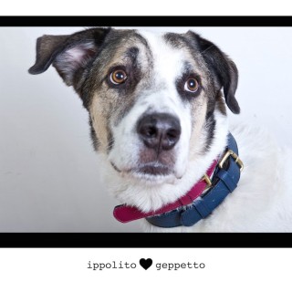 O Geppetto δεν σμηλεύει τον Pinocchio αλλά γαβγίζει