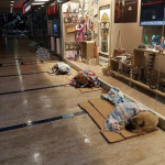 Κάνει κρύο, καιρός να φροντίσουμε και τους τετράποδους φίλους μας