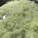 Σαλονικιό λευκό χαβιάρι από… σαλιγκάρια