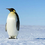 Οι πεινασμένοι πιγκουίνοι έμπνευση για την ανάπτυξη ασφαλέστερων smart cars