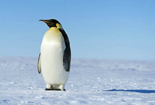 Οι πεινασμένοι πιγκουίνοι έμπνευση για την ανάπτυξη ασφαλέστερων smart cars