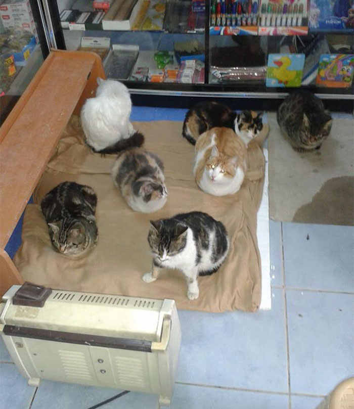 refuge-homeless-cats-shop-snowstorm-istambul-8