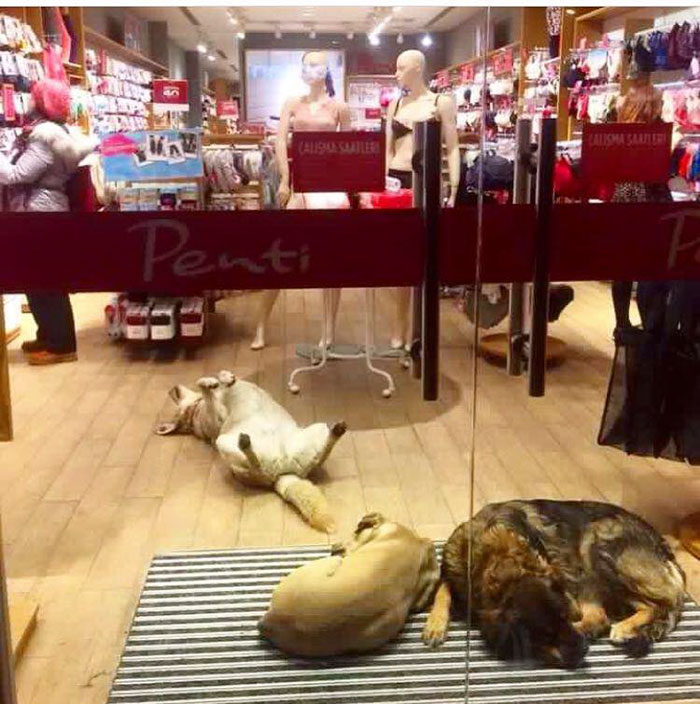 shops-help-stray-animals-istanbul-8-1