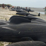 Πάνω από 400 φάλαινες πιλότοι εξόκειλαν σε ακτή της Ν. Ζηλανδίας