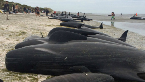 Πάνω από 400 φάλαινες πιλότοι εξόκειλαν σε ακτή της Ν. Ζηλανδίας