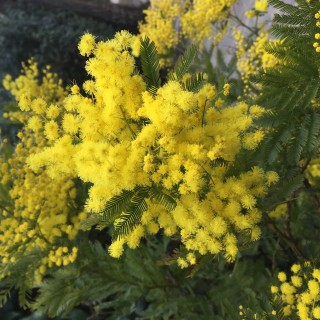 Τα κίτρινα φώτα του Φεβρουαρίου