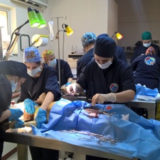 Οι καλύτεροι φίλοι των αδέσποτων είναι οι κτηνίατροι της ΕΔΚΕ