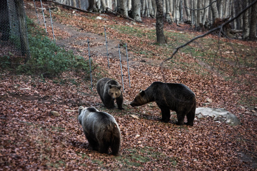 Τι κάνουν δύο αρκούδες στην πόλη της Καστοριάς; [Εικόνες]