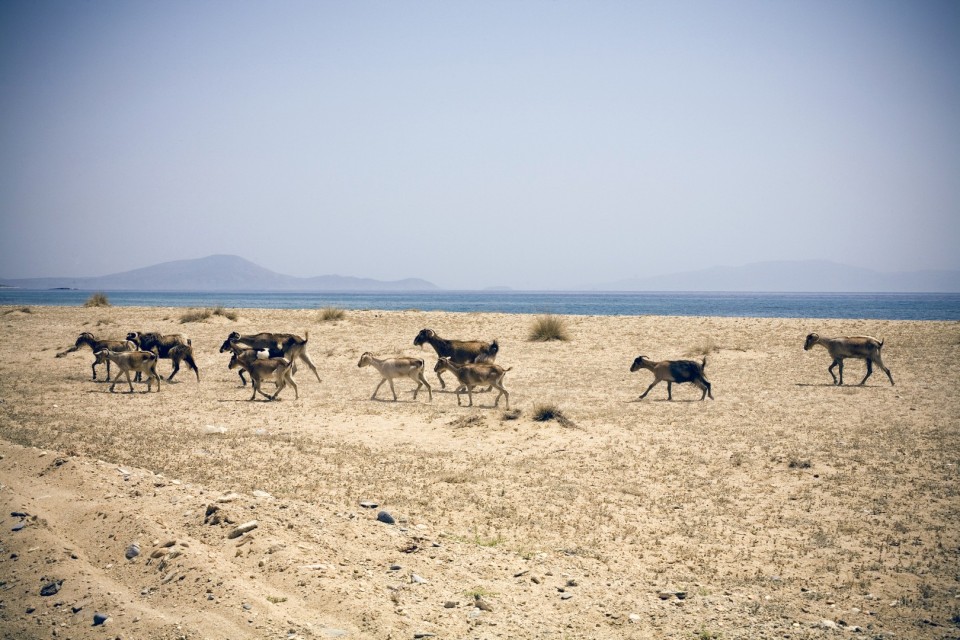 Γιάννης Δρακουλίδης/ FOSPHOTOS