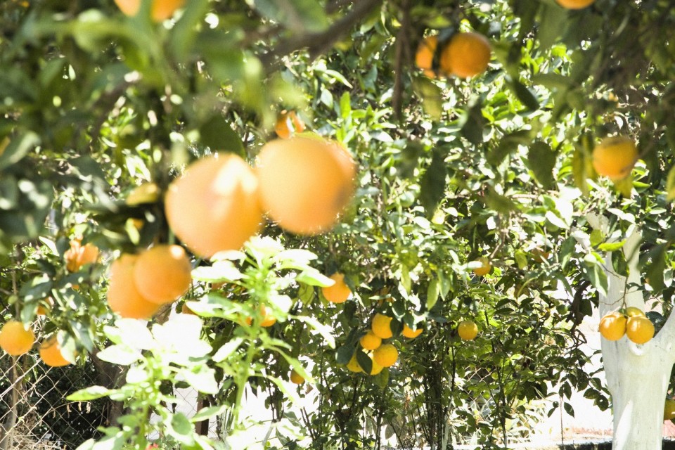 Γιάννης Δρακουλίδης/ FOSPHOTOS
