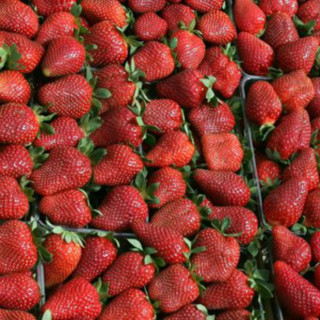 Καταδίκη της Ελλάδας από το Ευρωπαϊκό Δικαστήριο για τη Μανωλάδα