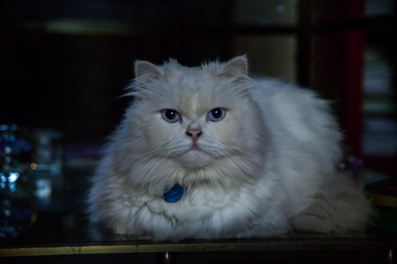 ΑΛΕΞΑΝΔΡΟΣ ΧΡΙΣΤΟΔΟΥΛΟΥ-ΜΥΣΤΙΚΕΣ ΕΙΚΟΝΕΣ-34