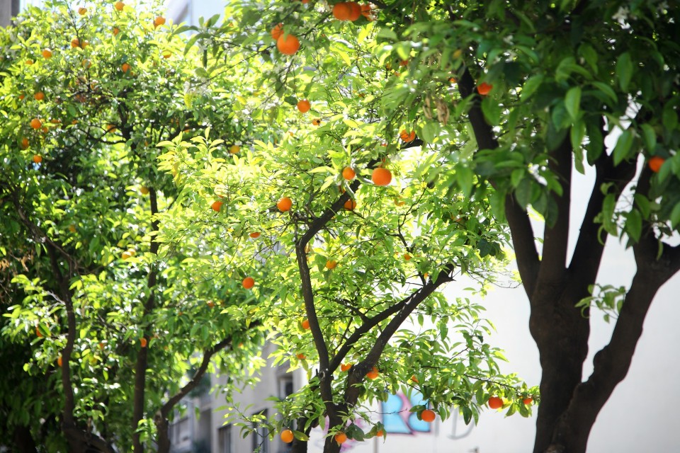 The relocation of the library of the Law School of the University of Athens at the old Chemical Laboratory Building, Athens, Greece, April 2017 / Ç ìåôåãêáôÜóôáóç ôçò âéâëéïèÞêçò ôçò íïìéêÞò ó÷ïëÞò ôïõ Ðáíåðéóôçìßïõ Áèçíþí, óôï êôßñéï ôïõ ðáëáéïý ×çìåßïõ, ÁèÞíá, Áðñßëéïò 2017