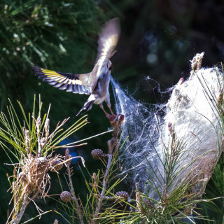 Φύση εν δράσει στην Επίδαυρο