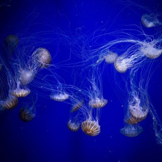 Το ισπανικό Oceanographic θέλει κι άλλες μέδουσες