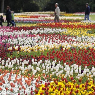 Η όμοφη πεδιάδα του ζωολογικού κήπου Wilhelma γεμάτη από τουλίπες