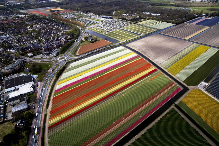 epa05914733 An aerial view on tulip fields of the Keukenhof in full bloom, in Lisse, the Netherlands, 19 April 2017.  EPA/Jerry Lampen