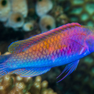 Τα μαγευτικά χρώματα της λαβρίδας solor wrasse