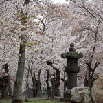 Εντυπωσιακό! Άνθισαν οι κερασιές στην Ιαπωνία