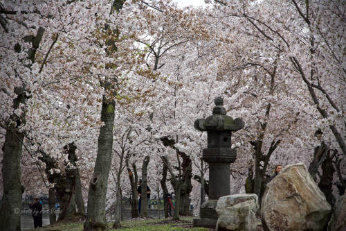 Εντυπωσιακό! Άνθισαν οι κερασιές στην Ιαπωνία