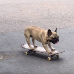 Αν δεν αντέχετε άλλες ειδήσεις, ορίστε ένας σκύλος που κάνει skateboard!