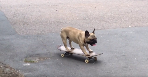 Αν δεν αντέχετε άλλες ειδήσεις, ορίστε ένας σκύλος που κάνει skateboard!