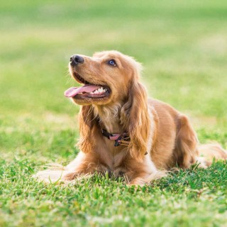 Η συγγνώμη των σκύλων