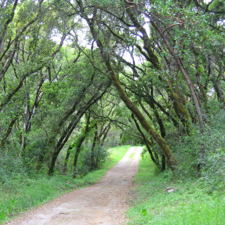 Πάνω από 60.000 είδη δέντρων μετρήθηκαν στη Γη