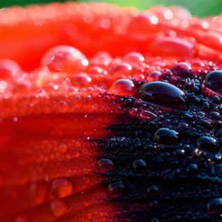 Δροσοσταλίδες πάνω σε μια παπαρούνα