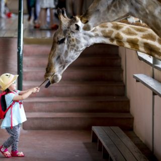 Ένα κοριτσάκι ταΐζει μια καμηλοπάρδαλη στην Ταϊλάνδη