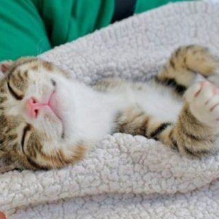 Θεραπευτικό το γουργούρισμα της γάτας κατά του στρες στο γραφείο