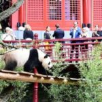 Δύο γιγάντια πάντα καταγοητεύουν τους επισκέπτες του ζωολογικού κήπου Ούβεχαντς