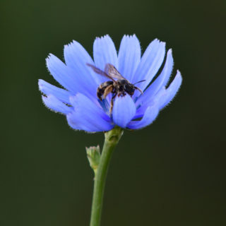 Μια ανθισμένη πικραλίδα στην περιοχή του Τημενίου Άργους