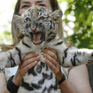 H πρώτη τίγρη της Σιβηρίας που γεννήθηκε στον ζωολογικό κήπο του Debrecen της Ουγγαρίας