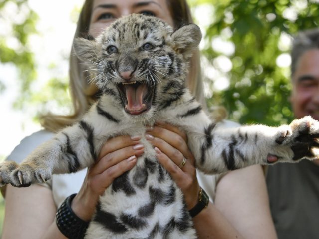 H πρώτη τίγρη της Σιβηρίας που γεννήθηκε στον ζωολογικό κήπο του Debrecen της Ουγγαρίας