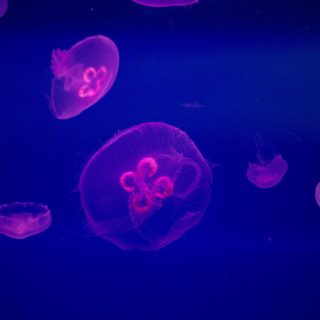 Μέδουσες κολυμπούν στο νέο «Ενυδρείο του Ισραήλ» στο Biblical Zoo της Ιερουσαλήμ