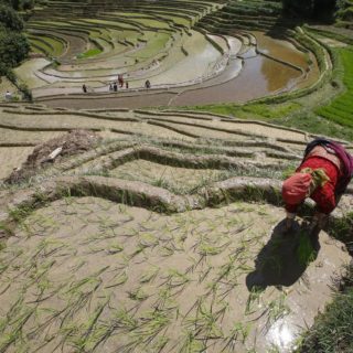 Φυτεύοντας ρύζι την Εθνική Ημέρα Ορυζώνα στο Νεπάλ