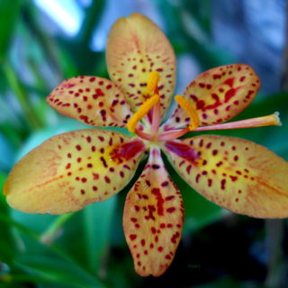 H ομορφιά ενός λεοπαρ κρίνου